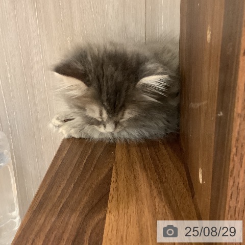 サイベリアンの写真