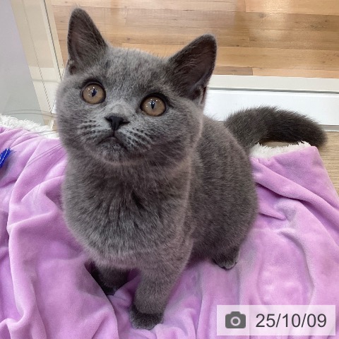 ブリティッシュショートヘアの写真