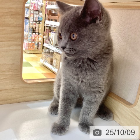 ブリティッシュショートヘアの写真