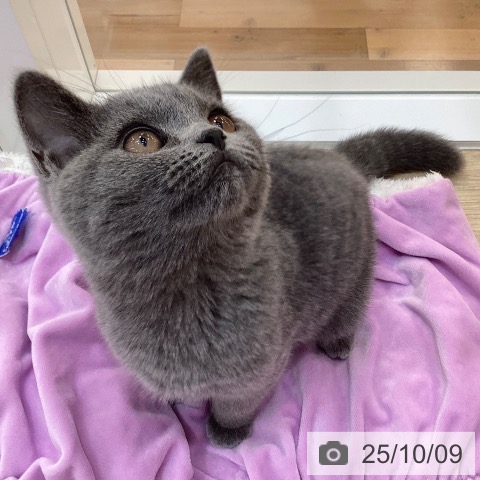 ブリティッシュショートヘアの写真