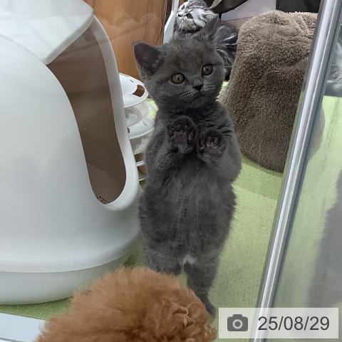ブリティッシュショートヘアの写真