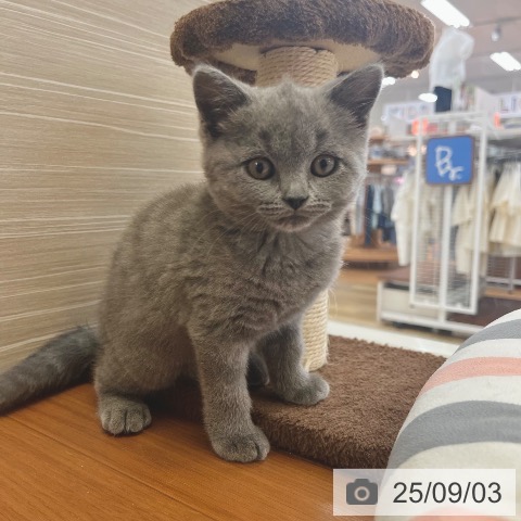 ブリティッシュショートヘアの写真