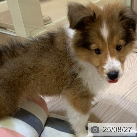 シェットランド・シープドッグの写真