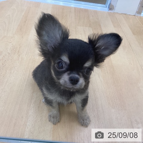 チワワの写真