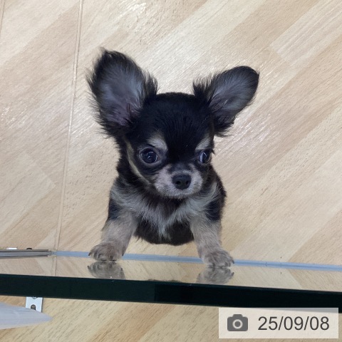チワワの写真