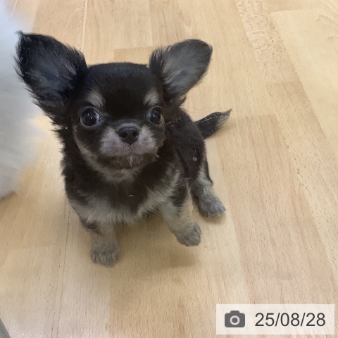 チワワの写真
