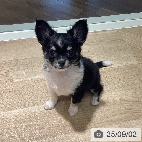チワワの写真