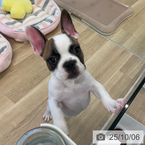 フレンチ・ブルドッグの写真