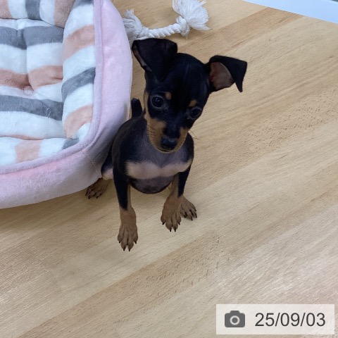 ミニチュア・ピンシャーの写真