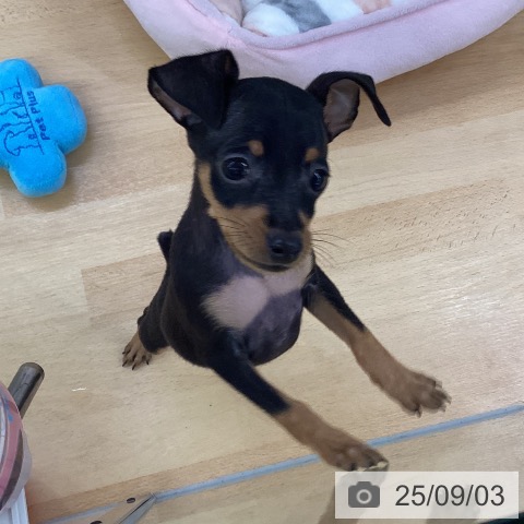 ミニチュア・ピンシャーの写真