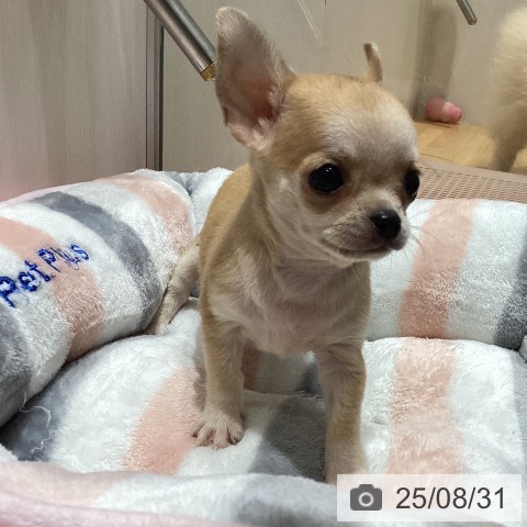 チワワの写真