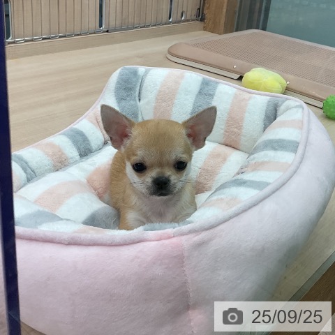 チワワの写真
