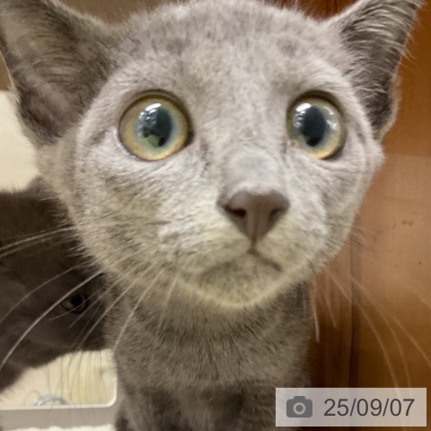 ロシアンブルーの写真