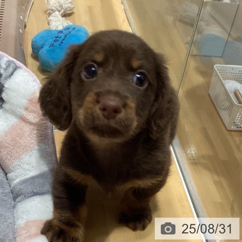 ミニチュア・ダックスフンドの写真