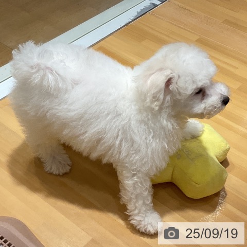 ビション・フリーゼの写真