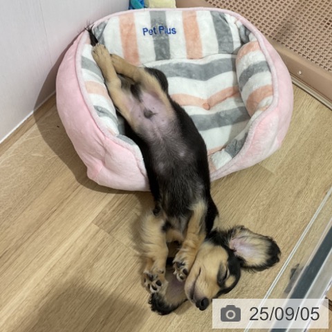 ミニチュア・ダックスフンドの写真