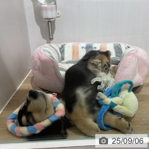 ミニチュア・ダックスフンドの写真
