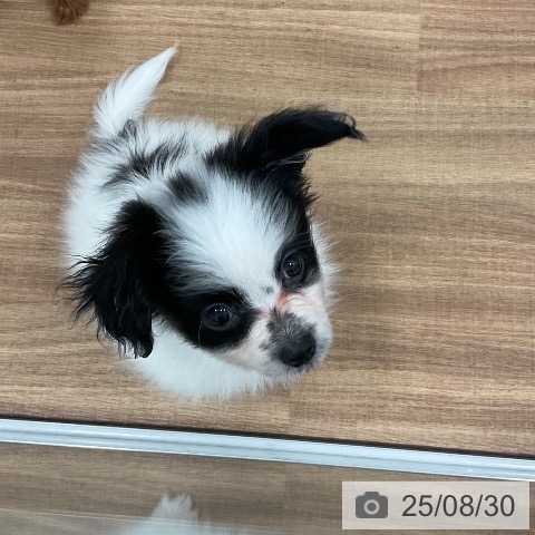 パピヨンの写真