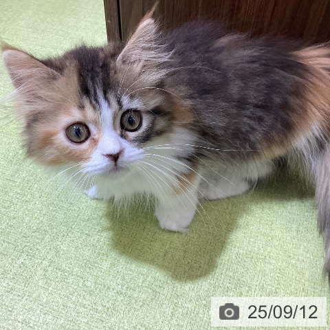 マンチカンの写真