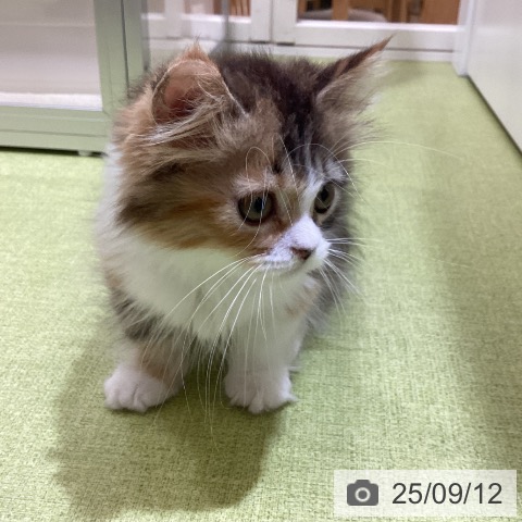 マンチカンの写真