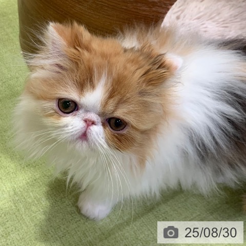 エキゾチックの写真