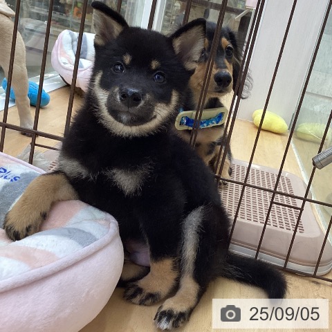 柴の写真