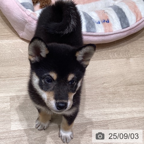 柴の写真