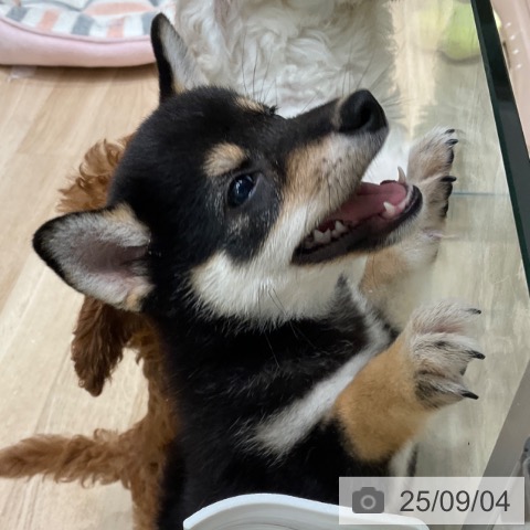柴の写真