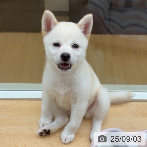 柴の写真
