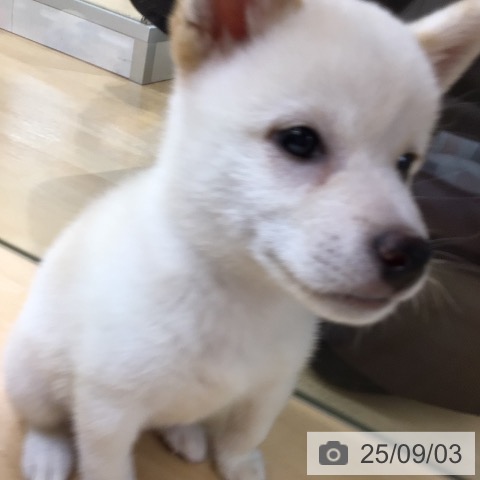 柴の写真