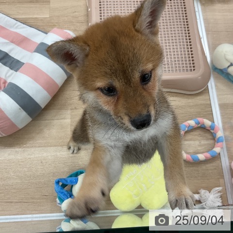 柴の写真