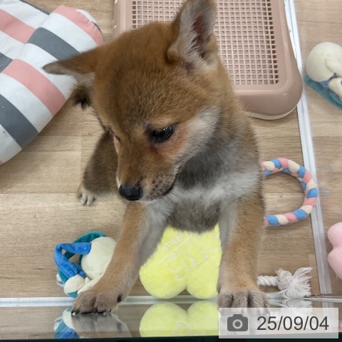 柴の写真