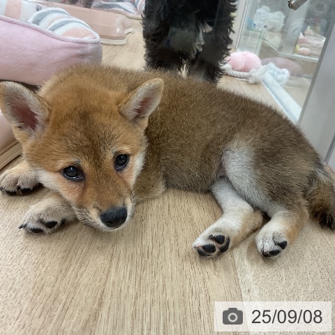 柴の写真