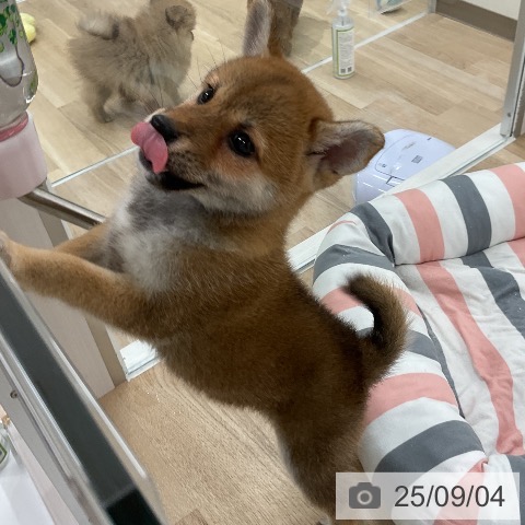 柴の写真