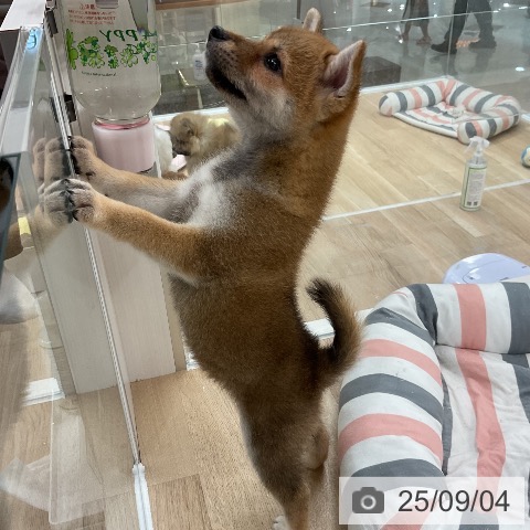 柴の写真