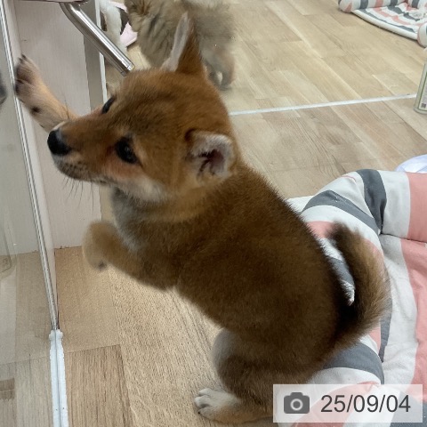 柴の写真