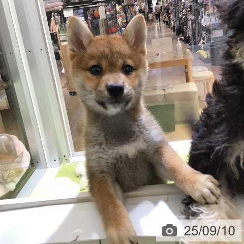 柴の写真
