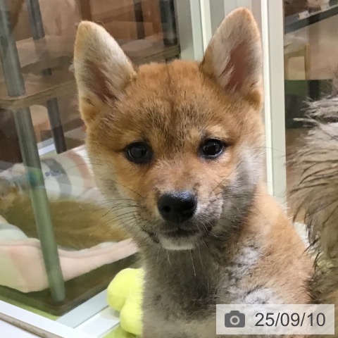 柴の写真