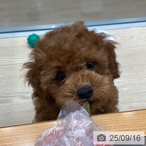 トイ・プードルの写真