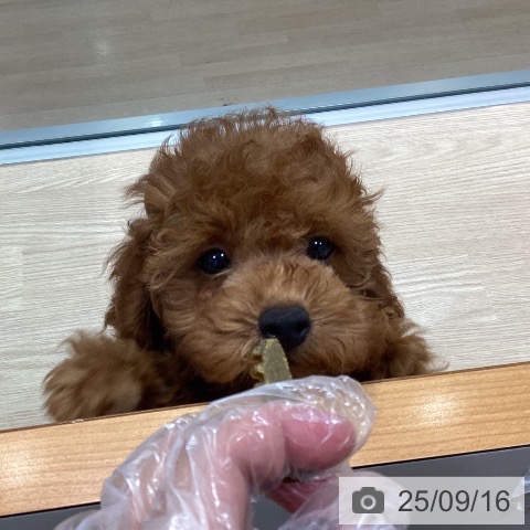 トイ・プードルの写真