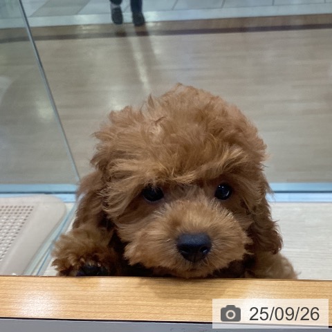 トイ・プードルの写真