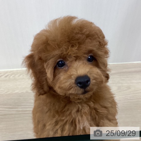 トイ・プードルの写真