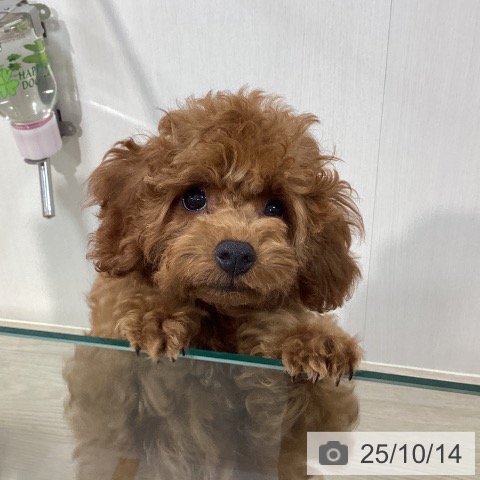 トイ・プードルの写真