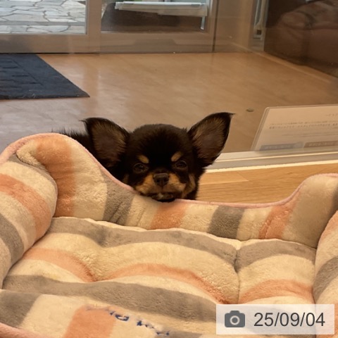チワワの写真