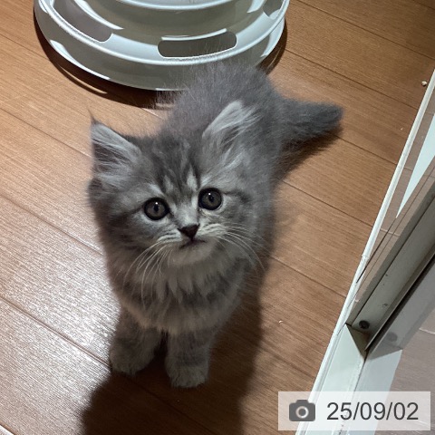 スコティッシュフォールドの写真