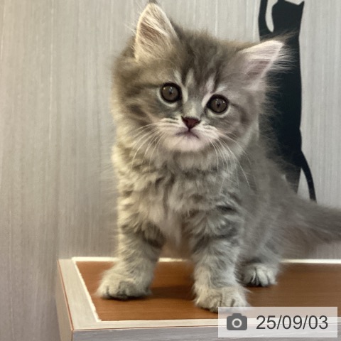 スコティッシュフォールドの写真