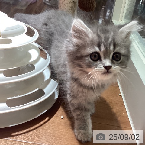 スコティッシュフォールドの写真