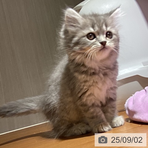 スコティッシュフォールドの写真
