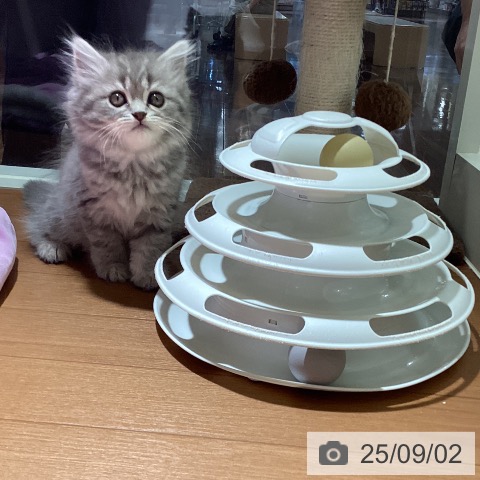 スコティッシュフォールドの写真