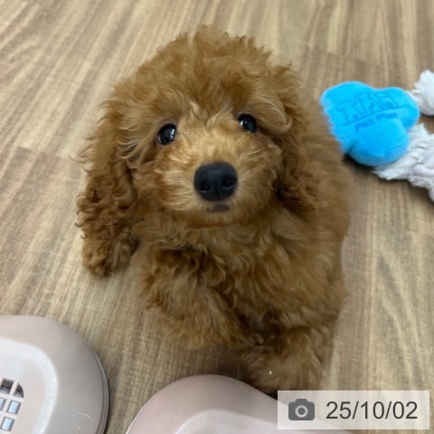 トイ・プードルの写真